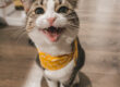 The Cat Is Hungry, or the Return of the Bicameral Mind