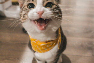 The Cat Is Hungry, or the Return of the Bicameral Mind