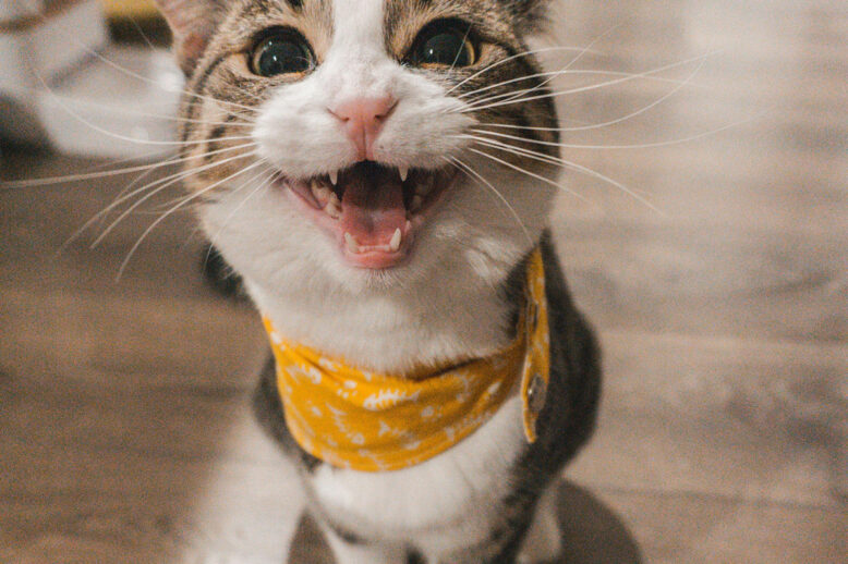 The Cat Is Hungry, or the Return of the Bicameral Mind