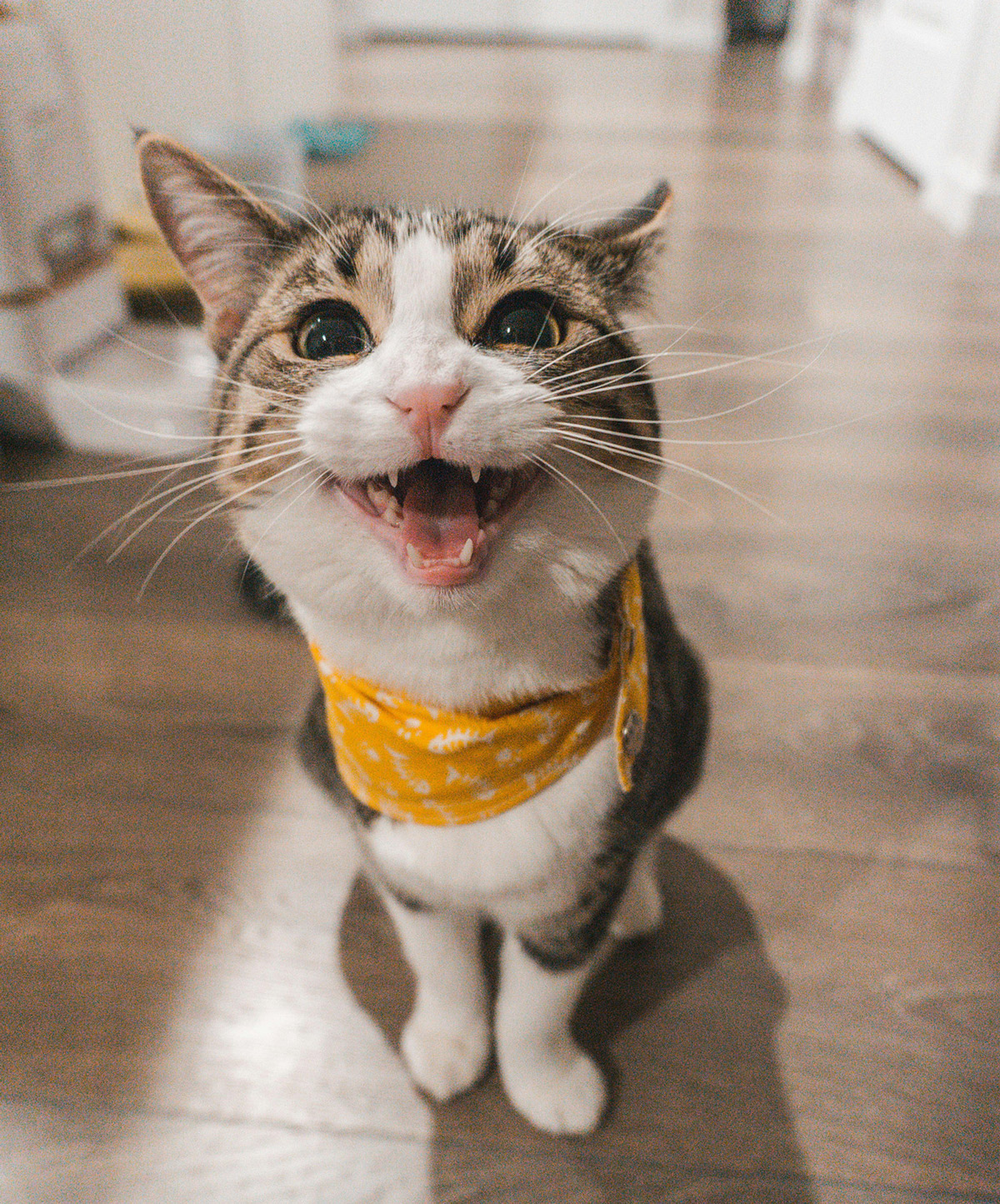 The Cat Is Hungry, or the Return of the Bicameral Mind